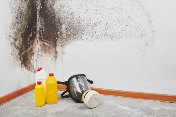 Mold Removal and Inspection in Cleora, OK