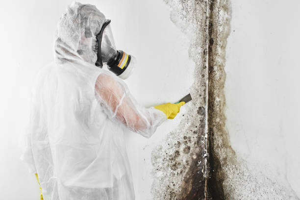 Best Residential Mold Removal  in Cleora, OK