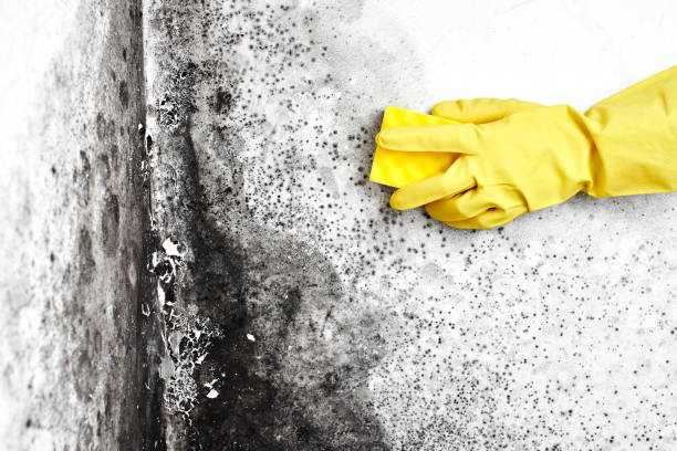 Best Emergency Mold Removal  in Cleora, OK