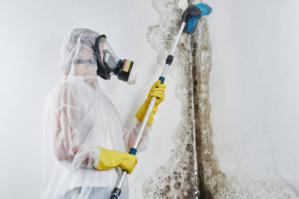 Best Attic Mold Removal  in Cleora, OK