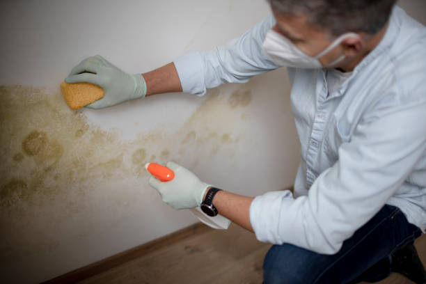 Best Toxic Mold Removal  in Cleora, OK