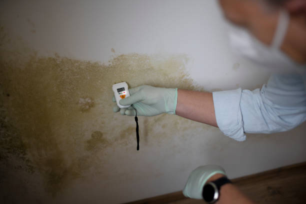 Best Certified Mold Removal  in Cleora, OK