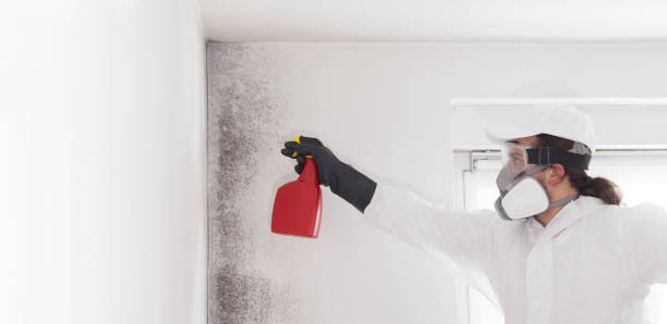 Best Affordable Mold Removal  in Cleora, OK