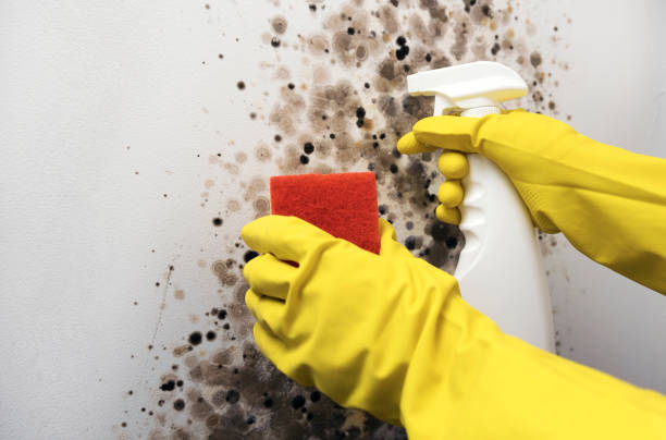 Best Local Mold Removal Service  in Cleora, OK