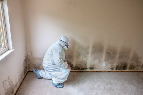 Best Black Mold Removal  in Cleora, OK