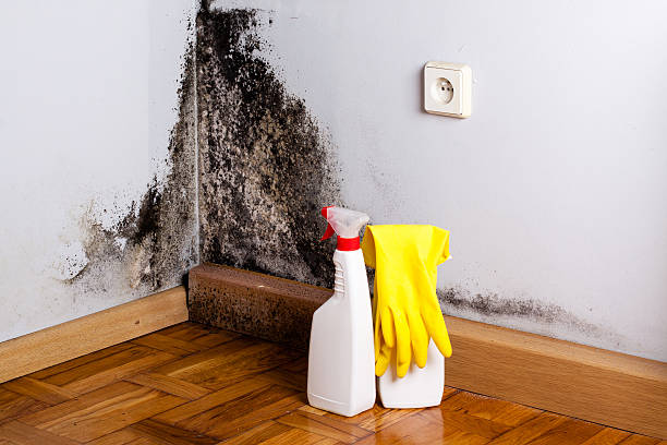 Best Home Mold Removal  in Cleora, OK