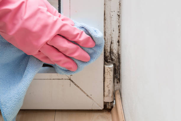 Best Mold Remediation  in Cleora, OK